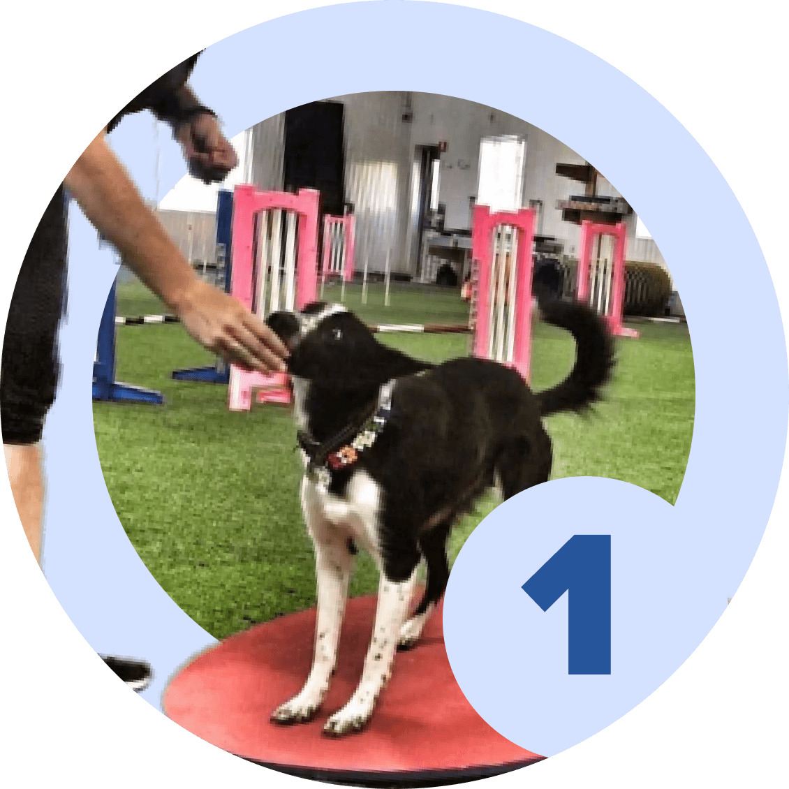 Professional dog training deals equipment