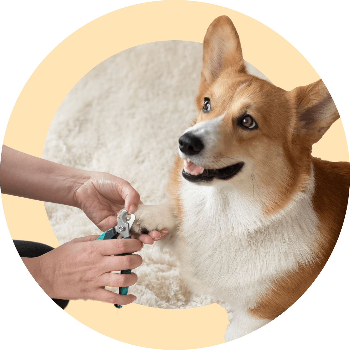 Skill Nail Trim Included with Online Puppy Essentials Program