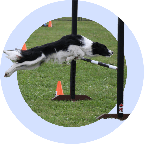 Dog Agility Dog Manners Class Beginners Agility Classes Week Block
