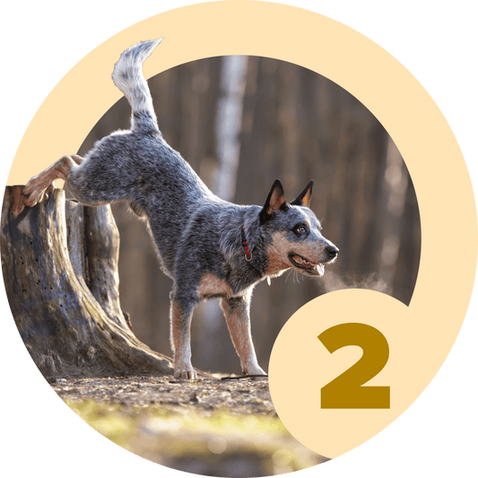 Method: Shaping 2.0 - McCann Professional Dog Trainers