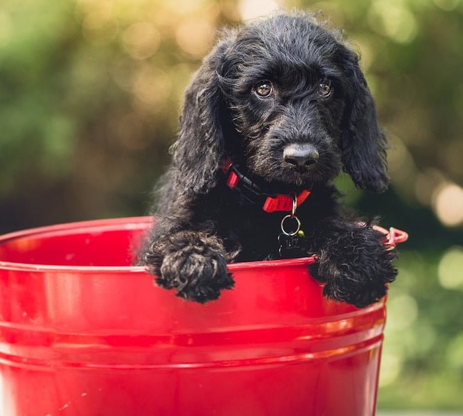 10 Things to Socialize a Puppy To - McCann Professional Dog Trainers