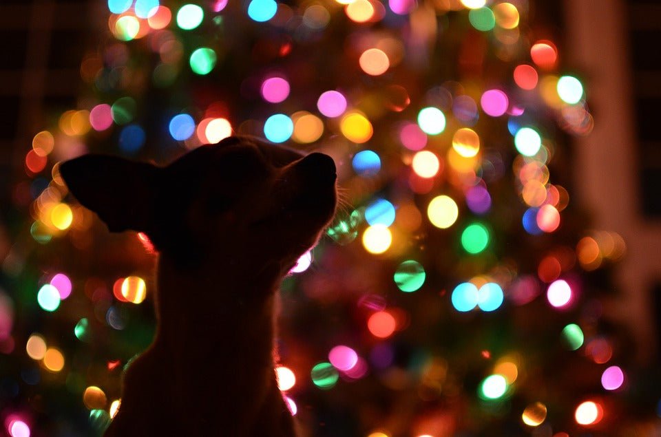 4 Quick Ways to Help your Dog During Fireworks - McCann Professional Dog Trainers