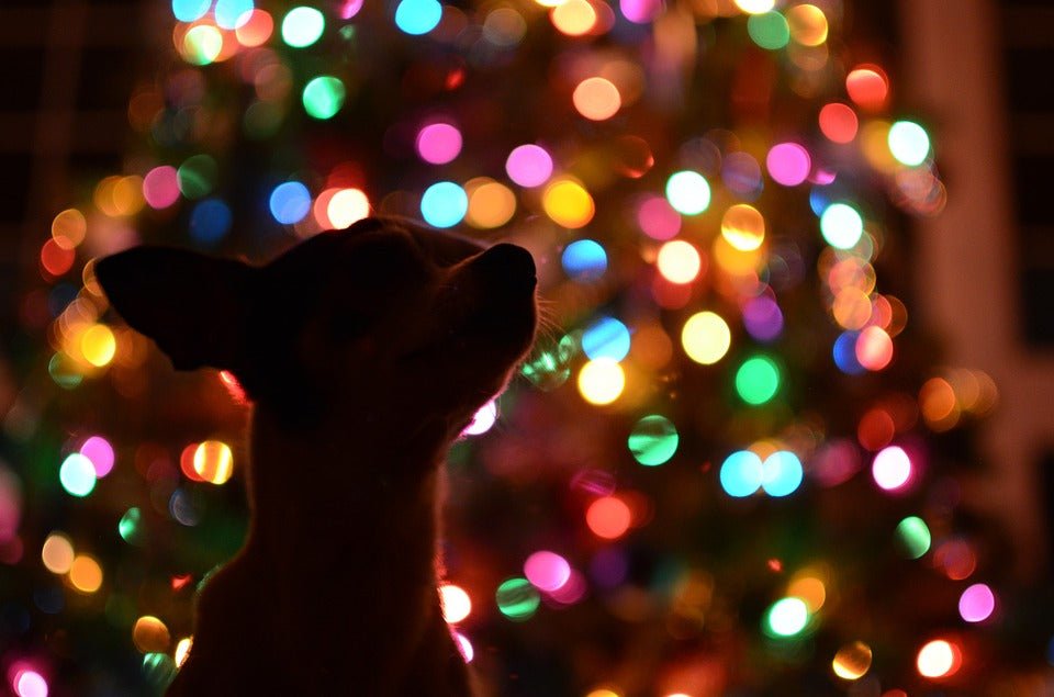 4 Quick Ways to Help your Dog During Fireworks - McCann Professional Dog Trainers
