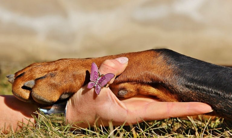 4 Steps to Easily Trim Your Dog's Nails - Do-It-Yourself - McCann Professional Dog Trainers