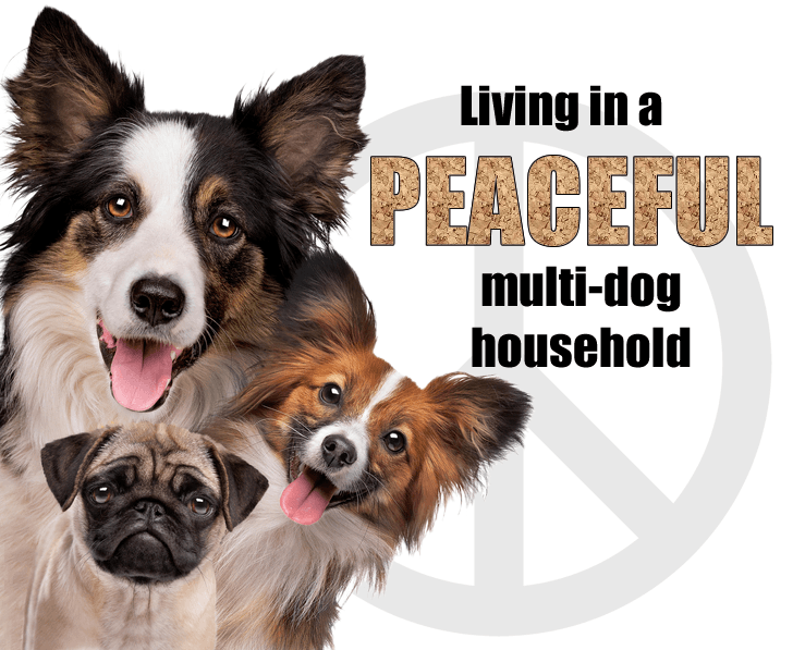 4 Tools and 2 Rules - Living in a Peaceful Multi-Dog Household - McCann Professional Dog Trainers