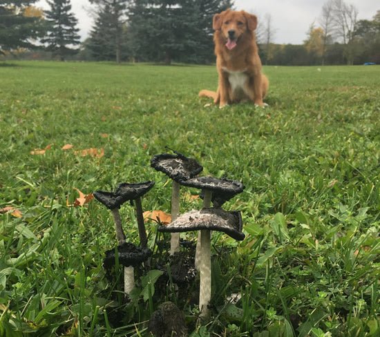 5 Signs to Watch for: Mushroom Toxicity Dog Dangers - McCann Professional Dog Trainers