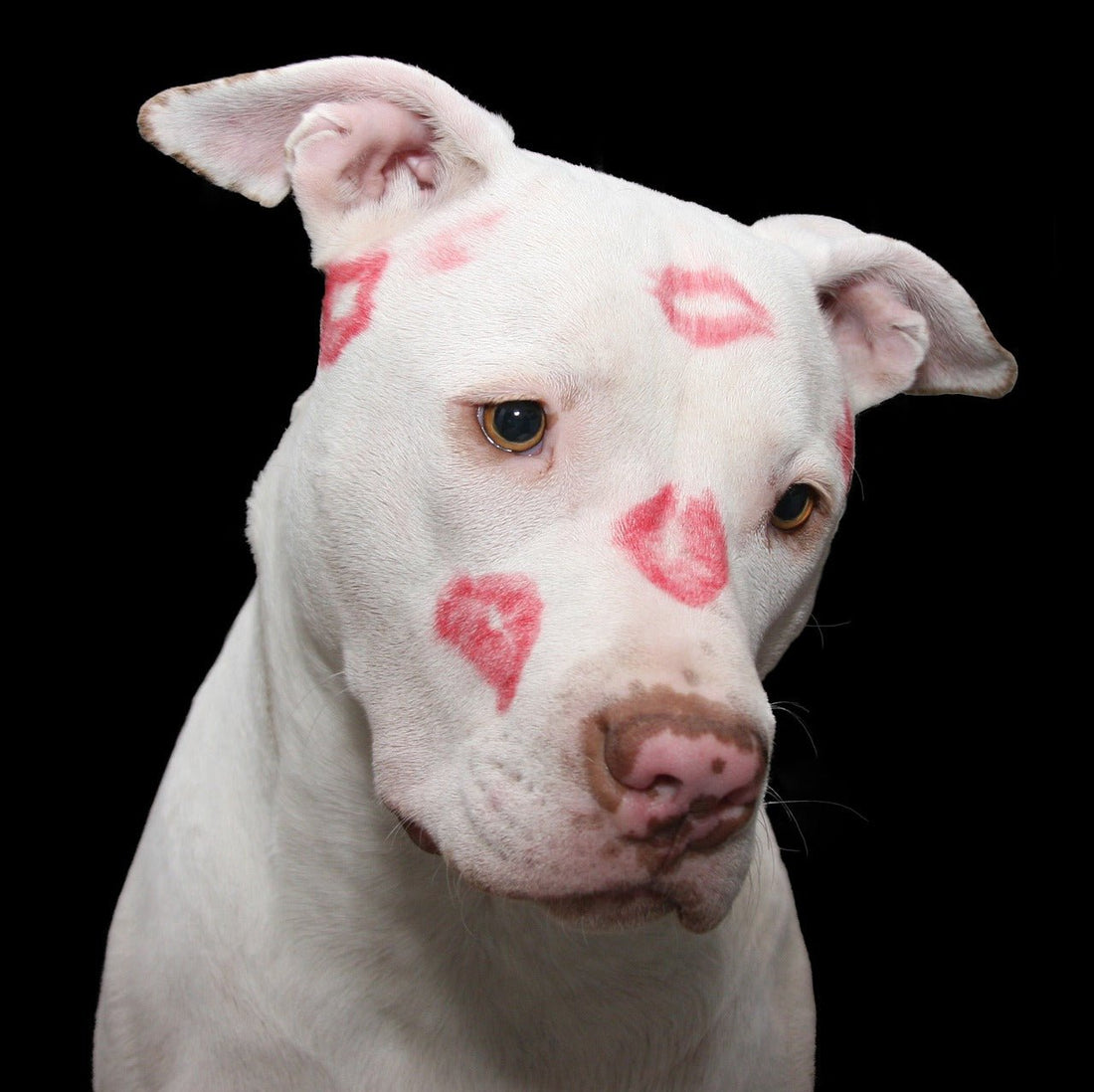 5 Valentine’s Day Dangers for Dogs - McCann Professional Dog Trainers