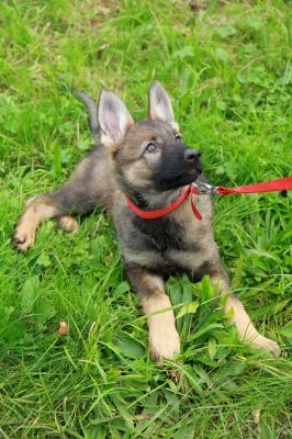 6 Easy Ways to Train Your Dog! - McCann Professional Dog Trainers