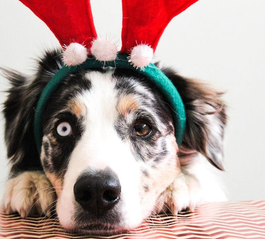 6 Totally Cheesy, but Awesome Ways to Include Your Dog in Christmas - McCann Professional Dog Trainers