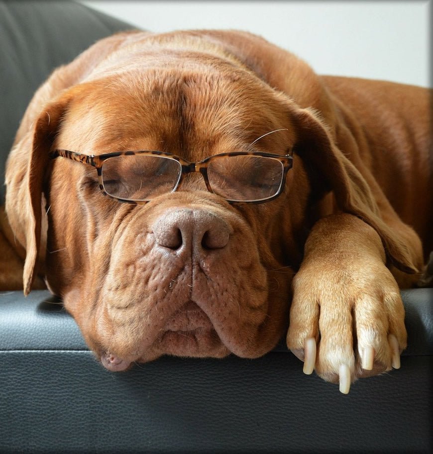 6 Ways to be a Good Dog Training Student - McCann Professional Dog Trainers