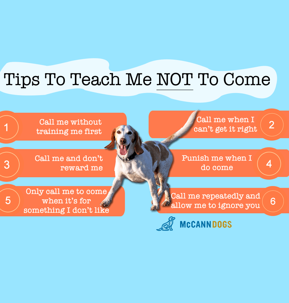 6 Ways to Teach a Dog NOT to Come When Called - McCann Professional Dog Trainers
