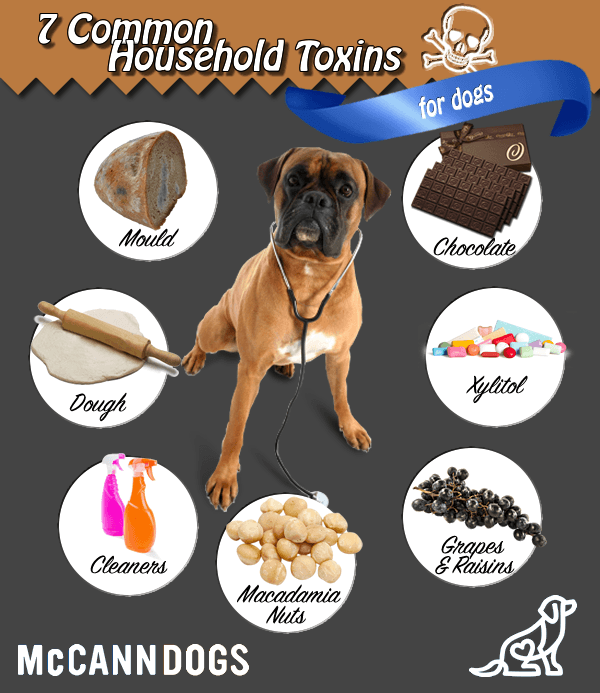 7 Everyday Household Dangers for Dogs - McCann Professional Dog Trainers