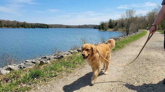 Why Your Dog Loses It on the Speed River Trail In Guelph (And How to Fix It) | Dog Training in Guelph | McCann Professional Dog Trainers