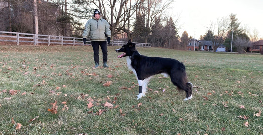 Why Mount Nemo Will Tell You Exactly Which Dog Training Step You Skipped