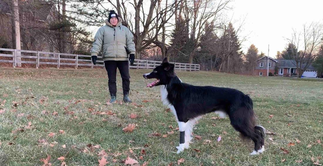 Why Mount Nemo Will Tell You Exactly Which Dog Training Step You Skipped | Dog Training in Kilbride | McCann Professional Dog Trainers