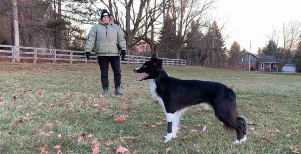 Why Mount Nemo Will Tell You Exactly Which Dog Training Step You Skipped | Dog Training in Kilbride | McCann Professional Dog Trainers