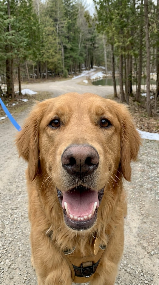 Your Dog Has Space to Roam In Puslinch. That's Not the Same as Being Trained.