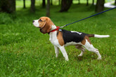 Your Dog Asked You a Question at Rattray Marsh. Did You Answer? | Dog Training in Oakville | McCann Professional Dog Trainers