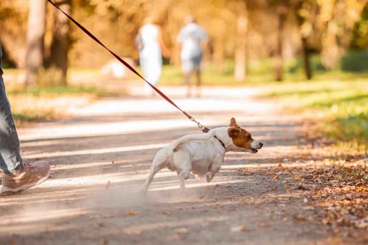 The Guelph Dog Owner's Guide to Socialization Done Right | Dog Training in Guelph | McCann Professional Dog Trainers