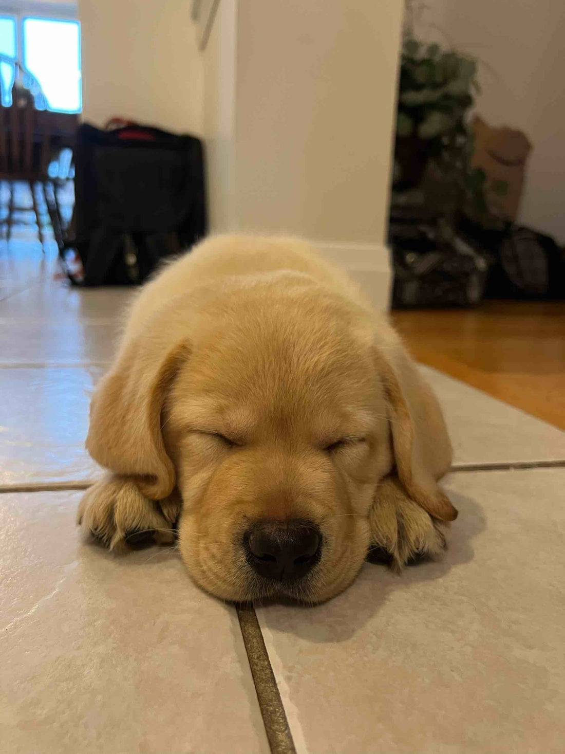 golden retriever puppy sleeping