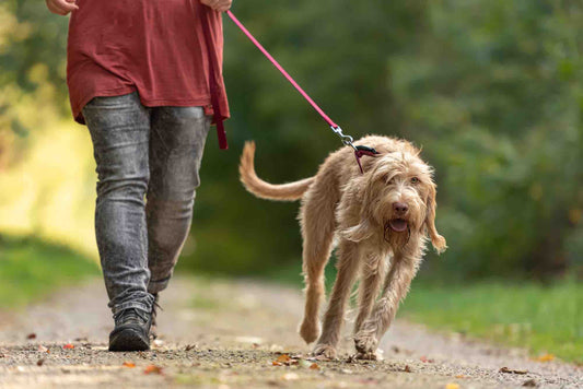 Why Your Dog Tunes You Out on the Leash (And How Walking Speed Could Be the Fix) | Dog Training in Ancaster | McCann Professional Dog Trainers