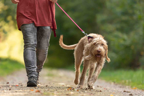 Why Your Dog Tunes You Out on the Leash (And How Walking Speed Could Be the Fix) | Dog Training in Ancaster | McCann Professional Dog Trainers