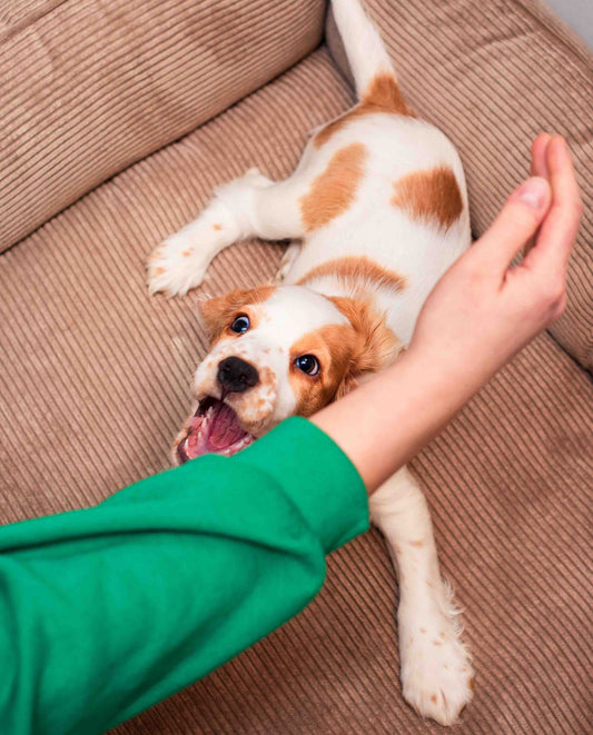 Your Puppy Isn't Being Bad. But You Might Be Making the Biting Worse. | Puppy Training in Oakville | McCann Professional Dog Trainers