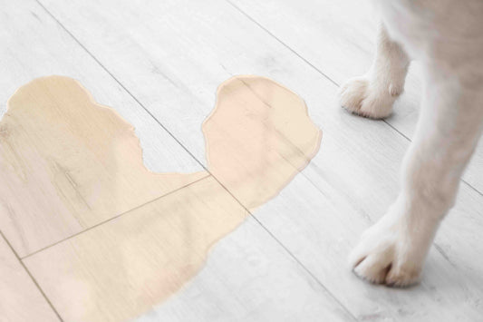 The Expert's Timing Guide: Preventing Potty Accidents for Guelph Puppy Owners | Puppy Training in Guelph | McCann Professional Dog Trainers