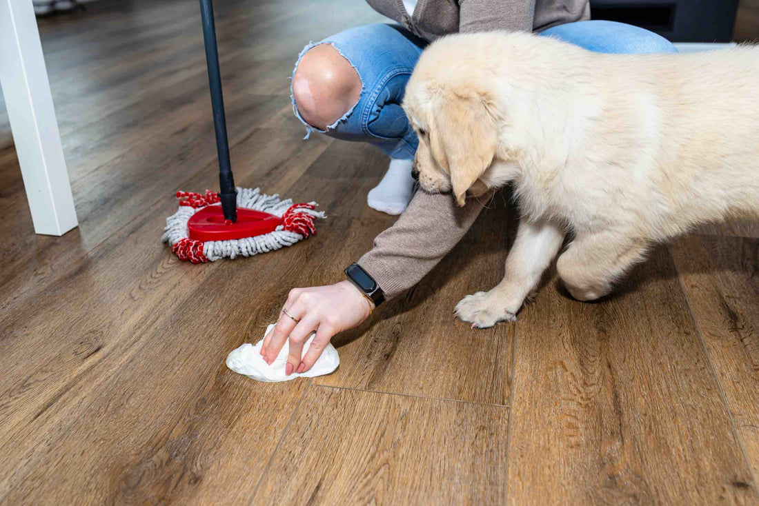 The Cambridge Puppy Owner's Plan for Stress-Free House Training | Puppy Training in Cambridge | McCann Professional Dog Trainers