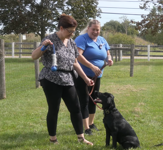Burlington Dog Owners Need To Teach Fetch Backwards. Seriously