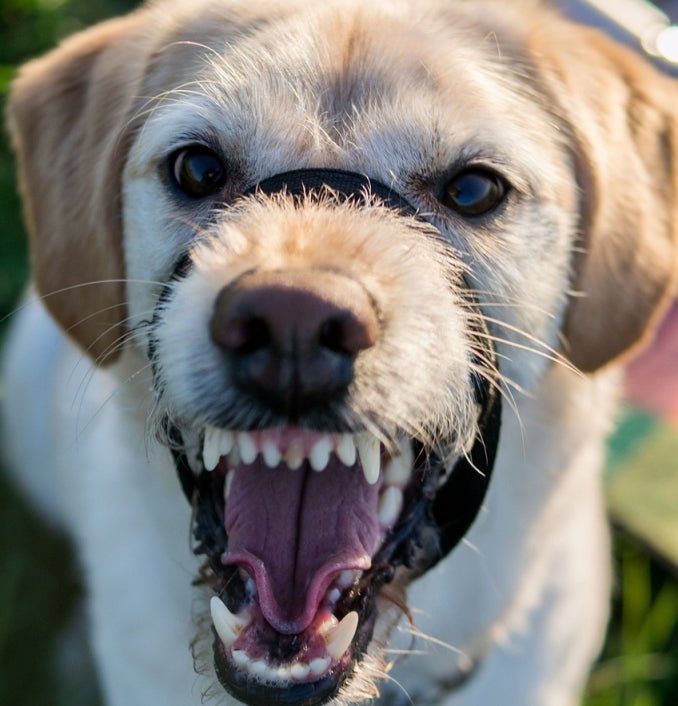 A Profile on Breed Profiling: Why a Breed Ban Is Not The Answer - McCann Professional Dog Trainers