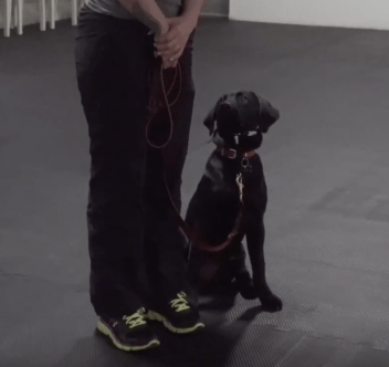 Black Lab Training - Ace Graduates Grade 1! - McCann Professional Dog Trainers
