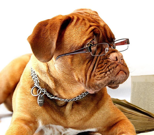 But I’m Already An Expert! - McCann Professional Dog Trainers