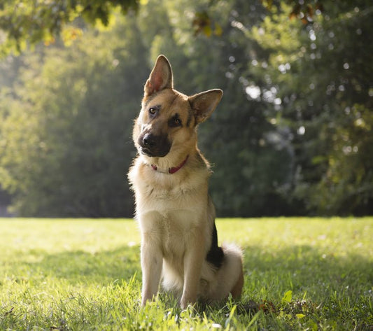 Can Your Dog Sit? Dog Training Puzzle Solved! - McCann Professional Dog Trainers