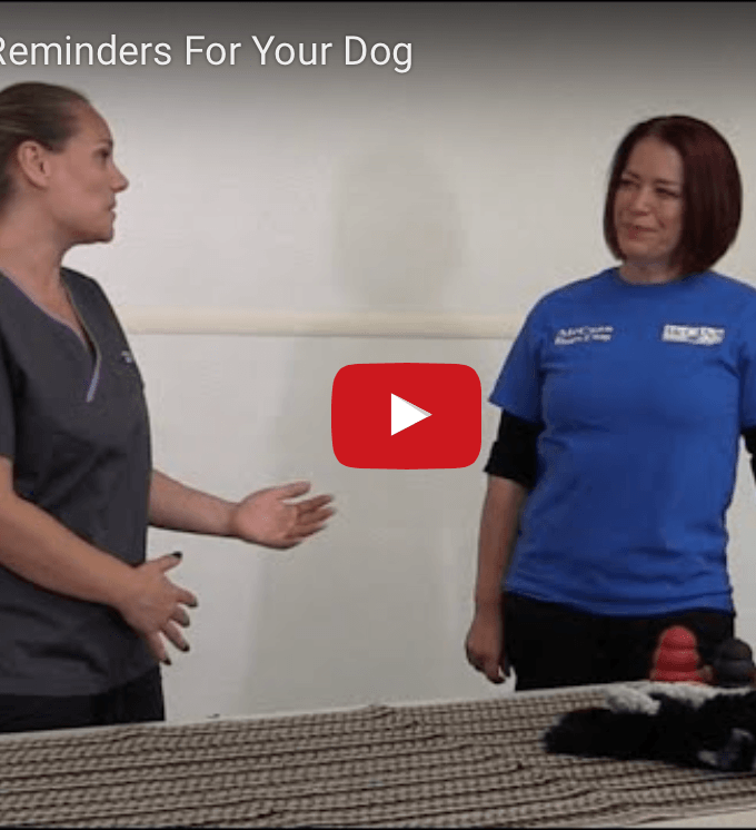 Chewing Safety Reminders - McCann Professional Dog Trainers