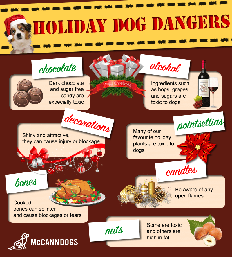 Christmas with Canines: Eliminate the Dangers! - McCann Professional Dog Trainers