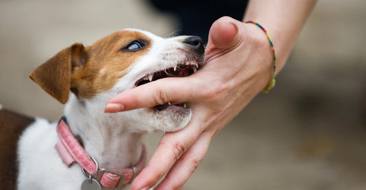 Creating Good Bite Inhibition - McCann Professional Dog Trainers
