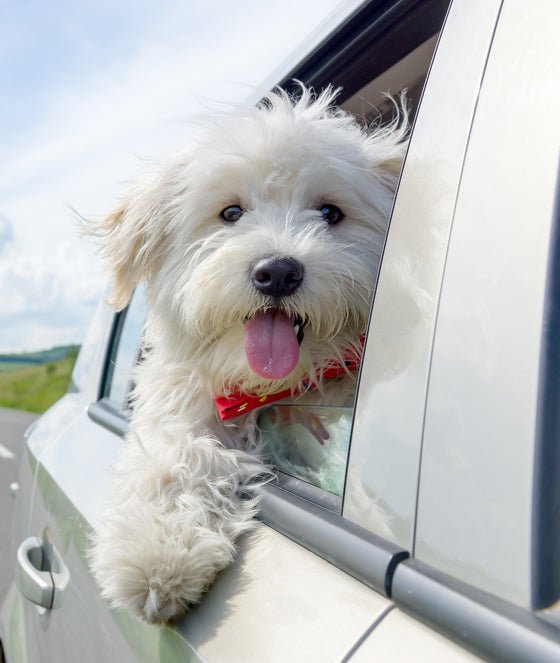 Crucial Tips for Dog Safe Car Travel - McCann Professional Dog Trainers
