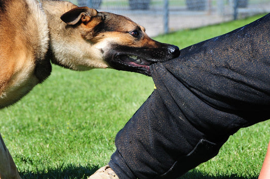 Debunking 5 Myths About Dog Bites - McCann Professional Dog Trainers