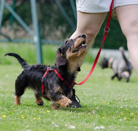 Do You Have A Stubborn Dog? 5 Easy Steps to Training Any Dog! - McCann Professional Dog Trainers