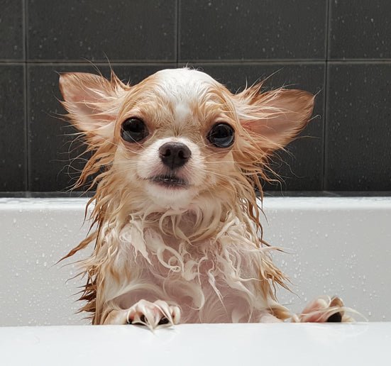 Do You Want Me to Like the Bath? Don't Just Throw Me In! - McCann Professional Dog Trainers