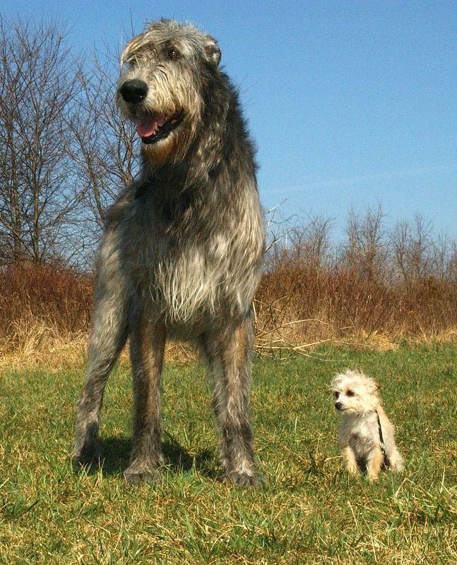 Dog Training Has No Limits! A Dog is a Dog is a Dog.... - McCann Professional Dog Trainers
