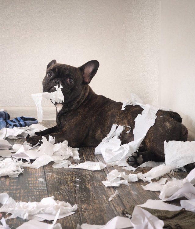 Dog Training Myths: The Rest of the Story - McCann Professional Dog Trainers