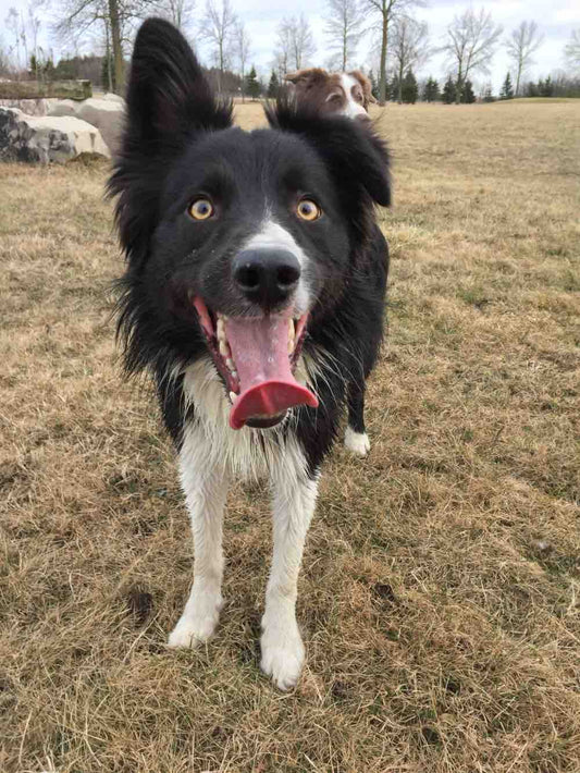 Spring In Hamilton Is Beautiful. Your Dog Doesn't Care | Dog Training in Hamilton | McCann Professional Dog Trainers