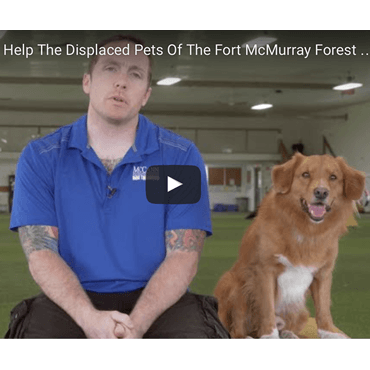 Donations to Fort McMurray SPCA - McCann Professional Dog Trainers