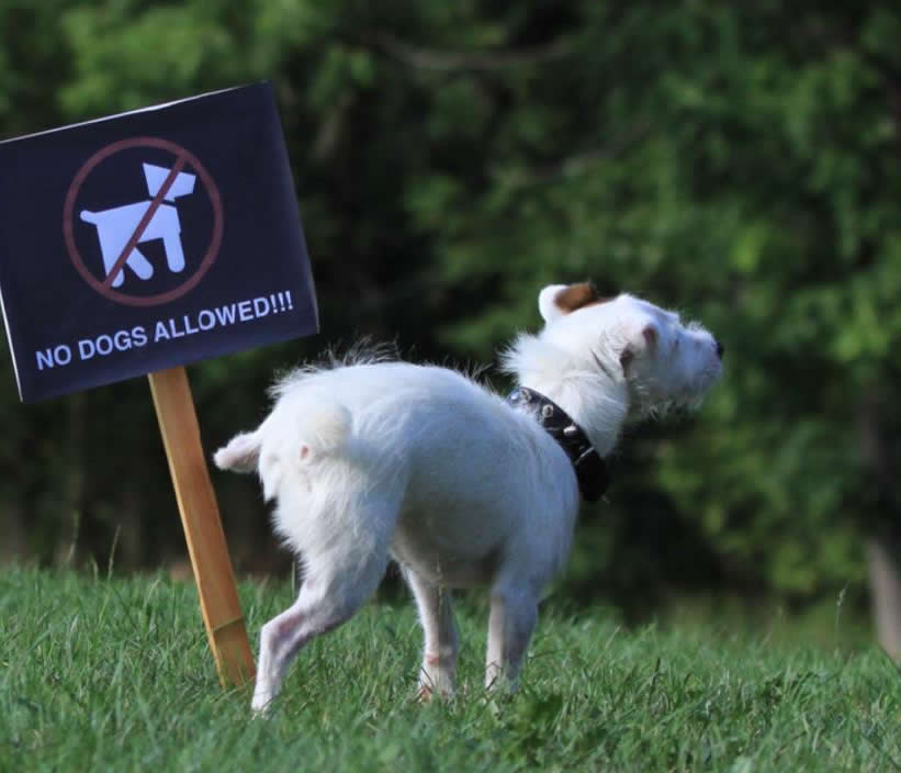 Don't Pee on That! How to Stop Dog Marking Behaviours - McCann Professional Dog Trainers