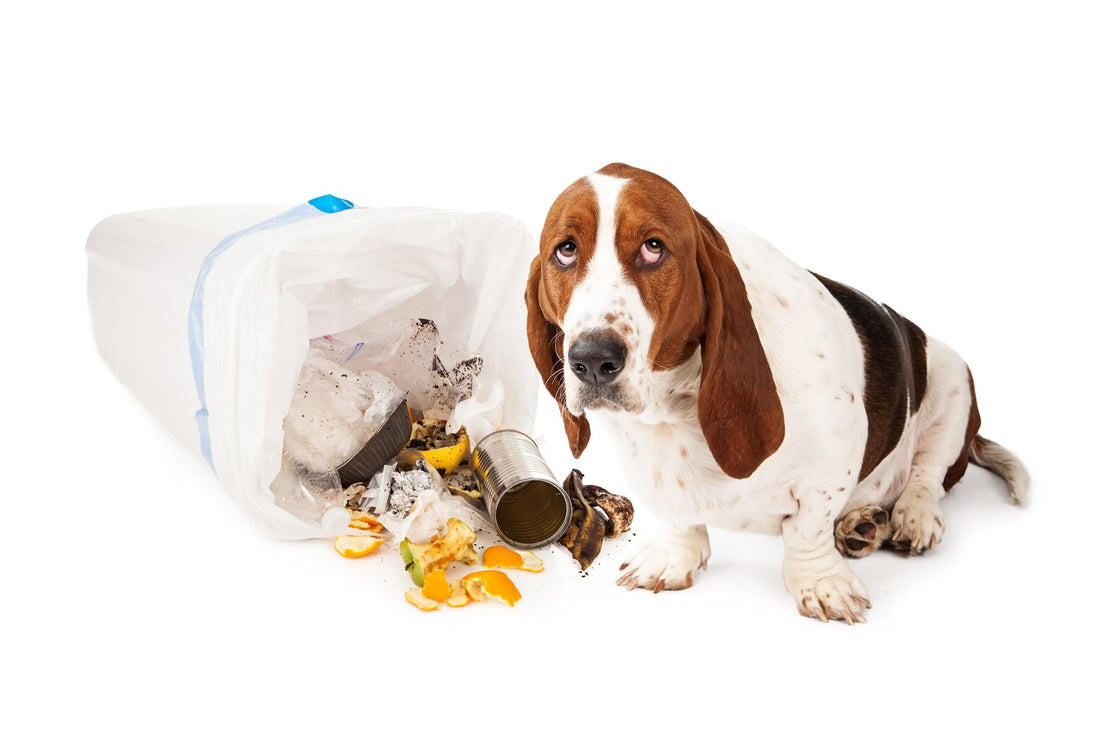 Drop It! Teaching Your Dog to Drop Anything Quickly and Easily - McCann Professional Dog Trainers