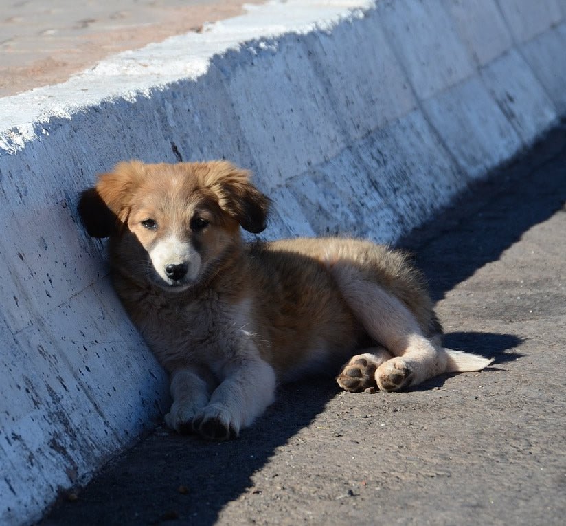 Emergency Plan in the Event of a Lost Dog - McCann Professional Dog Trainers