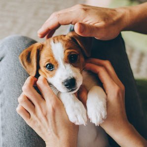 Expectations with your New Puppy - McCann Professional Dog Trainers