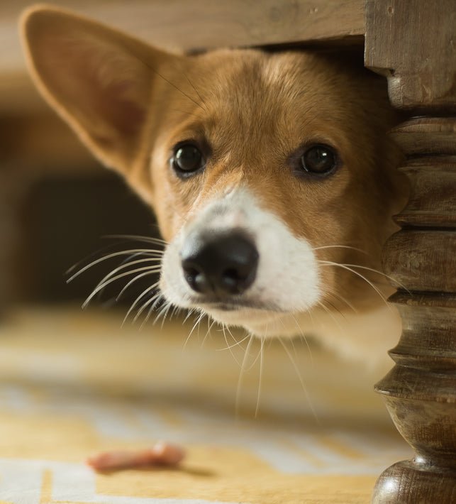 Flooding - What's That About? - McCann Professional Dog Trainers